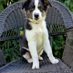 Australian Shepherds