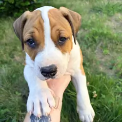 Beautiful pitbull puppies looking for good homes!
