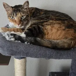Sweet Kitty