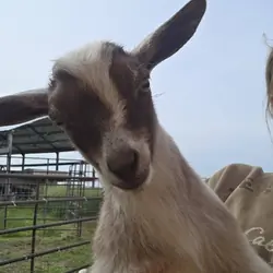 ADGA Registered Nigerian Dwarf goat buck