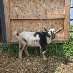 ADGA Registered Nigerian Dwarf goat buck.