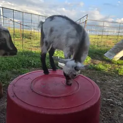 ADGA Registered Nigerian Dwarf goat doeling