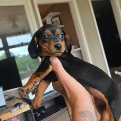 Mini dachshund