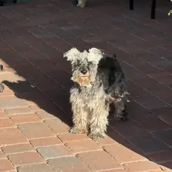 Mini Schnauzer male looking for female (reproduct)