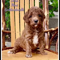 Dora Female Mini Goldendoodle