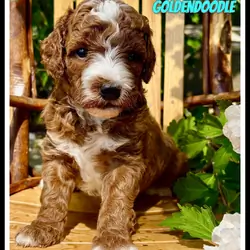 Theodore Male Mini Goldendoodle