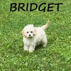 Bridget Female Cockapoo Puppy