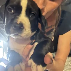 Pitbull Cane Corso mix Puppies
