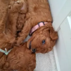 Beautiful F1b Cavapoo Puppies Looking for Loving H