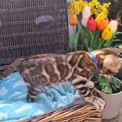 Gorgeous Bengal Kittens Ready for Loving Homes