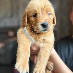 EXCEPTIONAL GOLDEN RETRIEVER PUPPIES