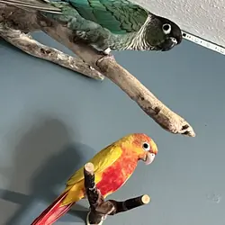 Conures