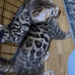 Adorable Bengal Kittens