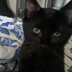 KITTY PUMA 4 months