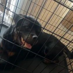 serbian rottweiler