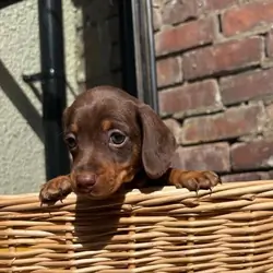 KC Registered Miniature Dachshund Puppies Miniatur