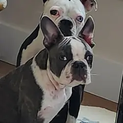 Two Boston Terriers
