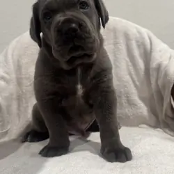 Cane Corsa puppies