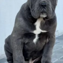Cane Corso puppies Available And Ready To Go