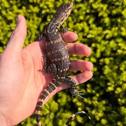 🦎 2 Asian Water Monitors – 100% Het Black Dragon