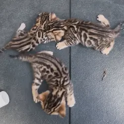 Savannah/Bengal hybrid kittens.