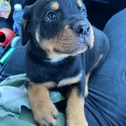 Rottweiler puppy