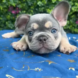 French bulldog puppies — available soon 🐾