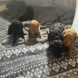 Friendly Toy Poodles