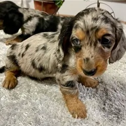 Loving Home Friends - Doxies
