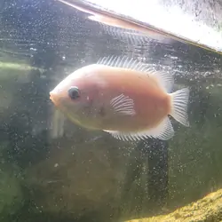 Rehoming Old Kissing Gourami