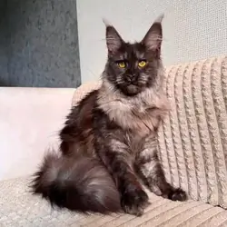 5 Precious Maine Coon Kittens Searching for Their