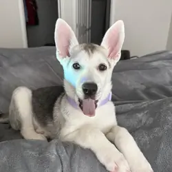 Shepsky