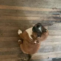 Sweet Blue Nose Pit Bull Female Puppy