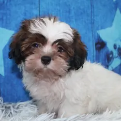 Shih tzu puppies