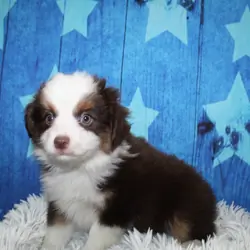 Toy Aussies