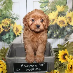 Cavapoo Puppies
