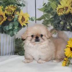 Pekingese Puppies