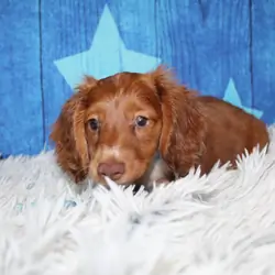 Mini Dachshunds
