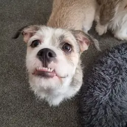 Zoey is a beautiful 4-year-old  Shih Tzu