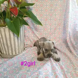 Miniature schnauzer puppies