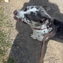 Female mastiff