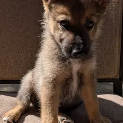 Mostly German Shepherd, Alaskan-Malamute & Husky
