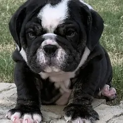 AKC ENGLISH BULLDOG PUPPIES