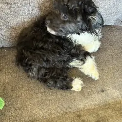 Adorable Maltipoo puppy