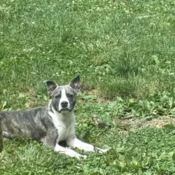 Boston Terrier mix