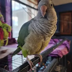 Quaker Parrot
