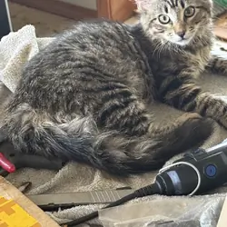 Female kitten