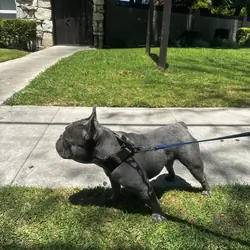French bulldog