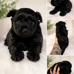 Female Morkie charting to be 4lbs