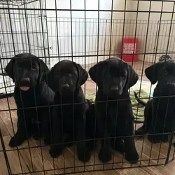 Lab/Golden Retriever Puppies